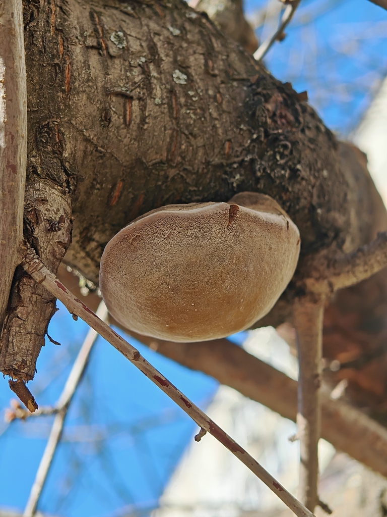 Phellinus pomaceus · March 2026 · photo: © p_andrey (iNaturalist, cc-by-nc)