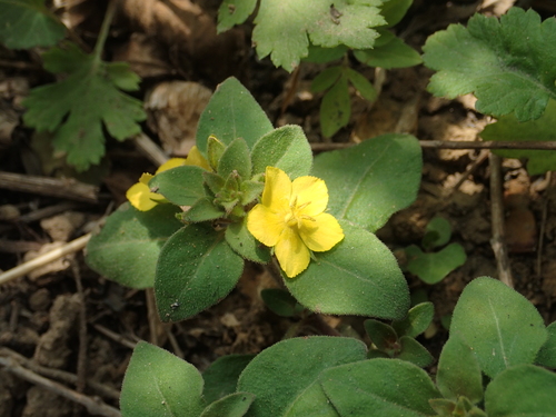 Lysimachia remota, photograph 2