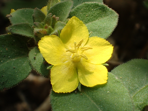 Lysimachia remota, photograph 1