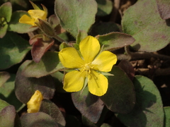Lysimachia remota