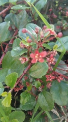 Ribes viburnifolium
