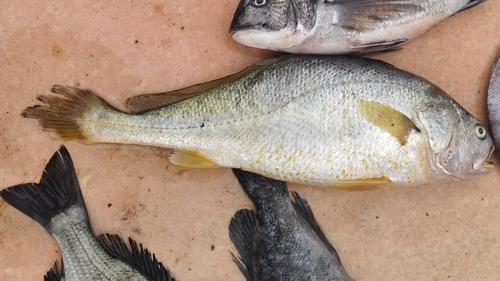 Yellow croaker (Larimichthys polyactis) — Sciaenidae — 2