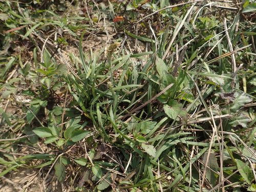 Carex sampsonii, photograph 1