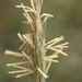 Grassland Sedge - Photo no rights reserved, uploaded by 葉子
