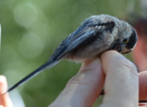 Southern Iberian Long-tailed Tit