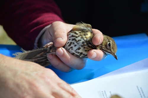 Song Thrush