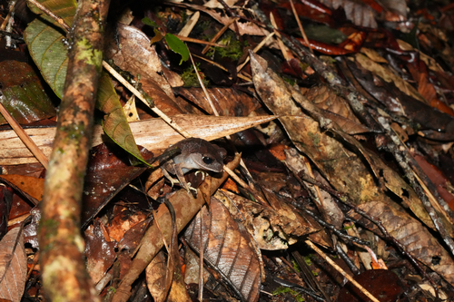 Leptobrachium montanum, 2026-02-19