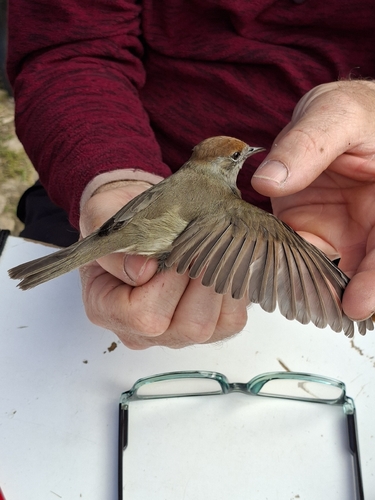 Eurasian Blackcap