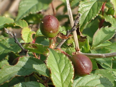 Prunus pogonostyla