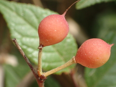 Prunus pogonostyla