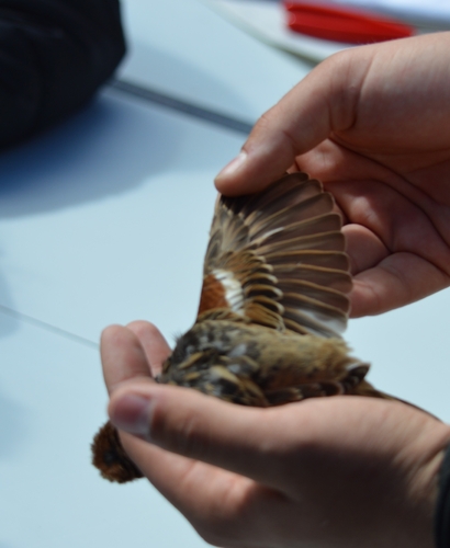 Spanish Sparrow