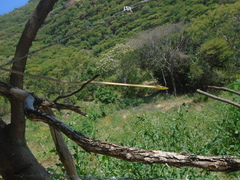 Oxybelis microphthalmus