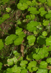 Hydrocotyle heteromeria
