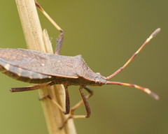 Gelonus tasmanicus