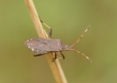 Gelonus tasmanicus