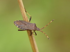 Gelonus tasmanicus