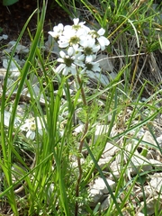 Achillea atrata