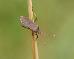 Gelonus tasmanicus