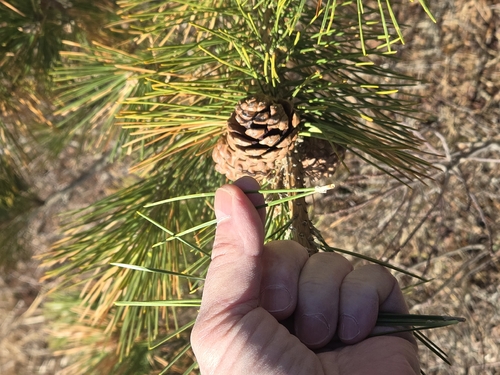 Pinus thunbergii, photograph 5