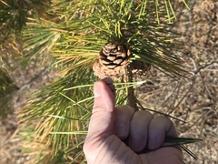 Pinus thunbergii, photograph author not stated, no rights reserved