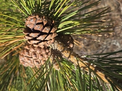 Pinus thunbergii, photograph author not stated, no rights reserved