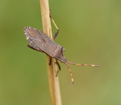 Gelonus tasmanicus
