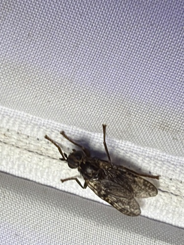 Unknown species found near El Portal Dr, Hollywood Park, TX, US