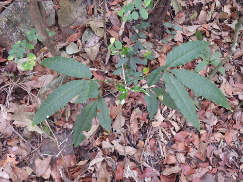 Melicope lunu-ankenda observed 2026-03-15