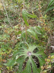 Syneilesis hayatae