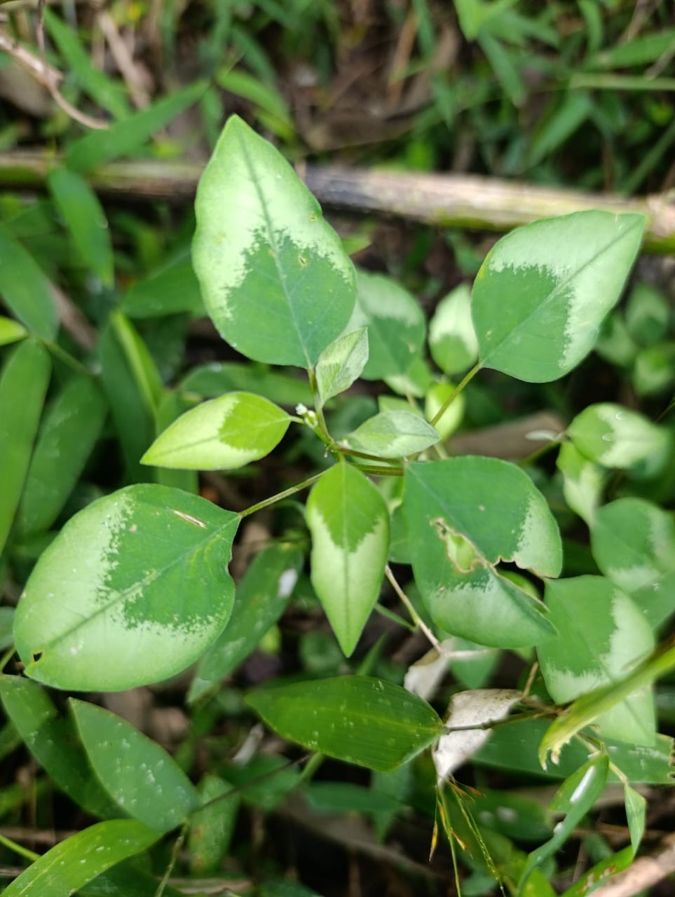 Euphorbia graminea
