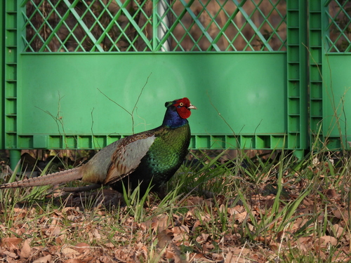 Green Pheasant (Phasianus versicolor), photo 4