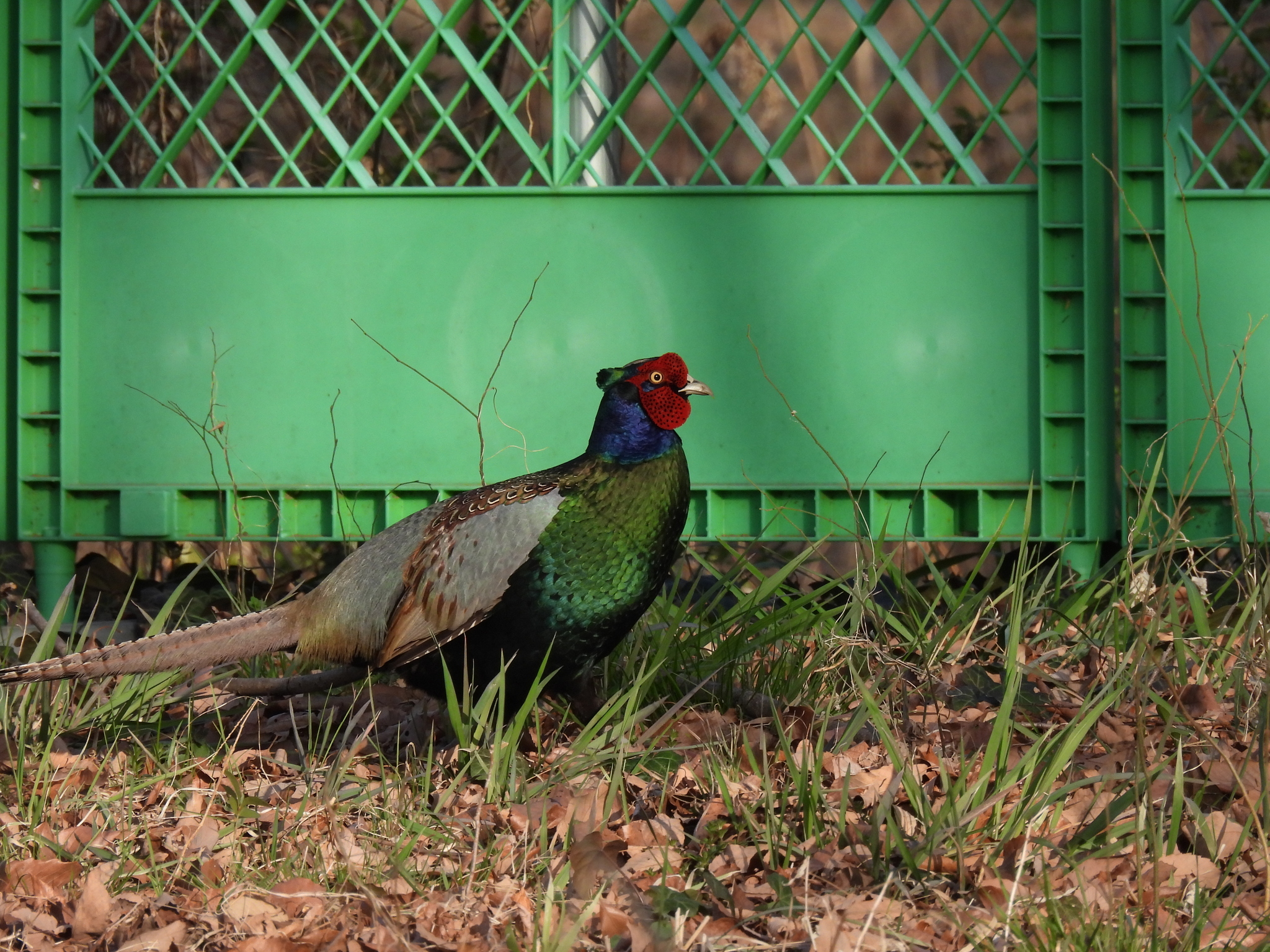 Green Pheasant (Phasianus versicolor), photo 6