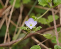 Veronica calycina