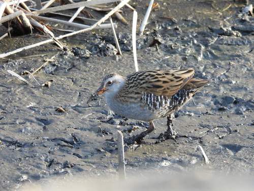 Brown-cheeked Rail (Rallus indicus), photo 4