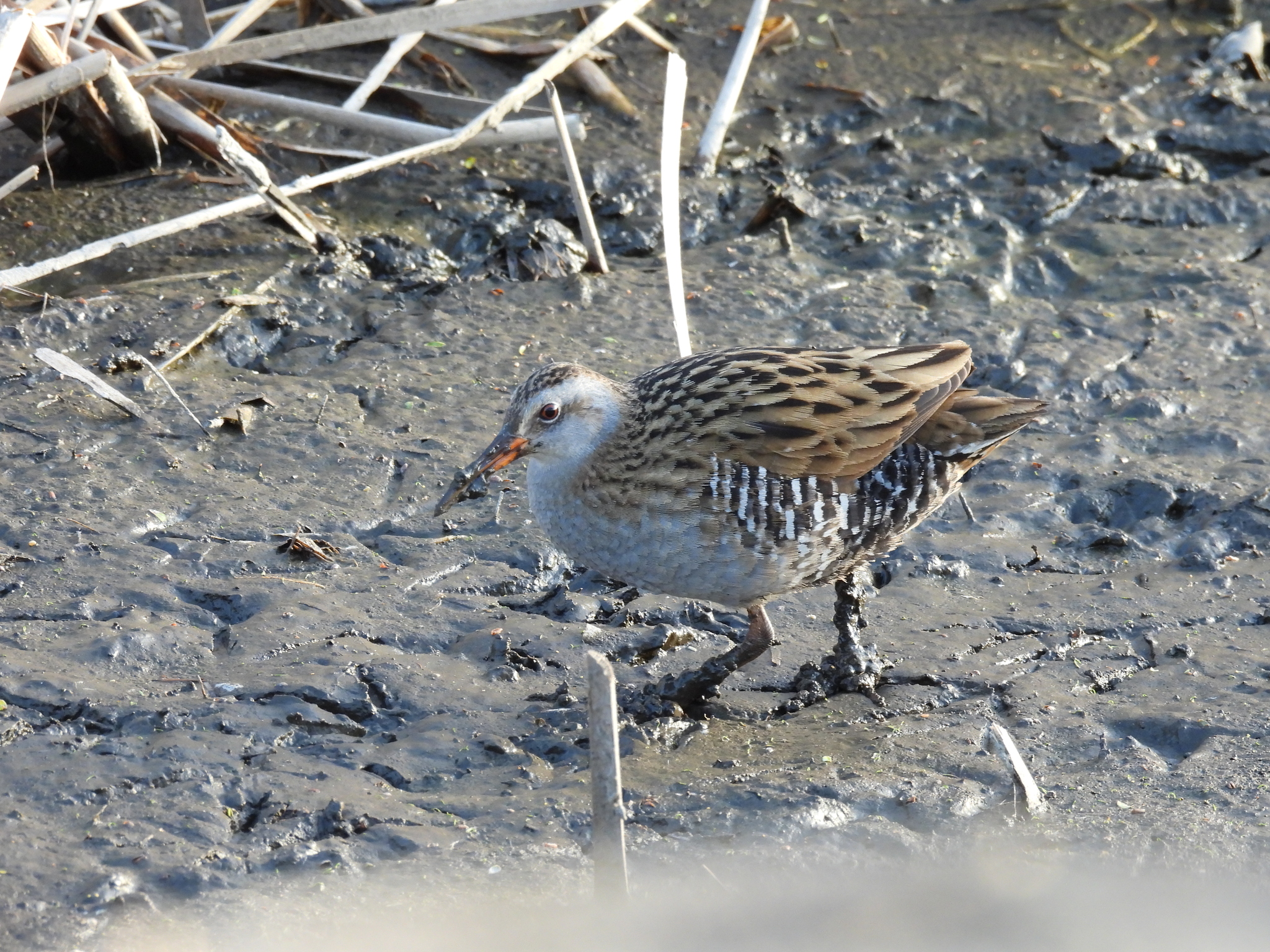Brown-cheeked Rail (Rallus indicus), photo 6