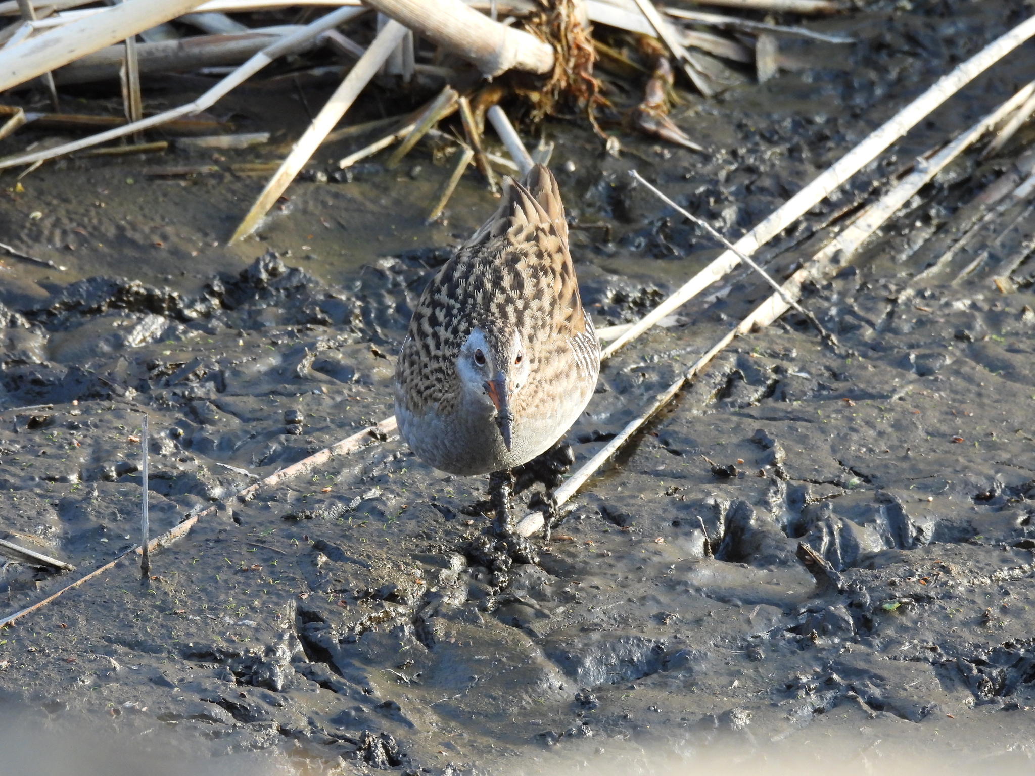 Brown-cheeked Rail (Rallus indicus), photo 7