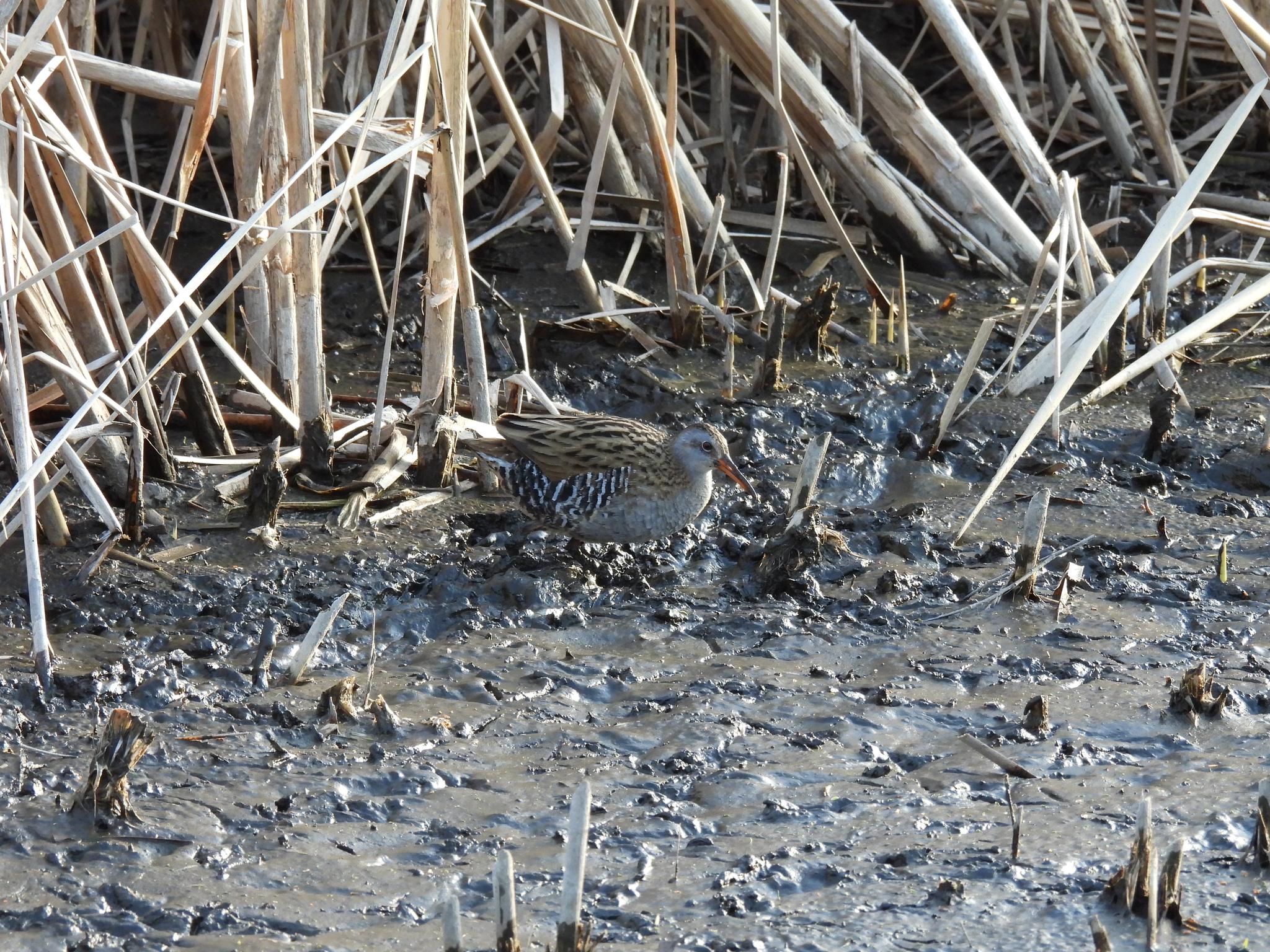 Brown-cheeked Rail (Rallus indicus), photo 8