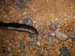 Atractaspis duerdeni