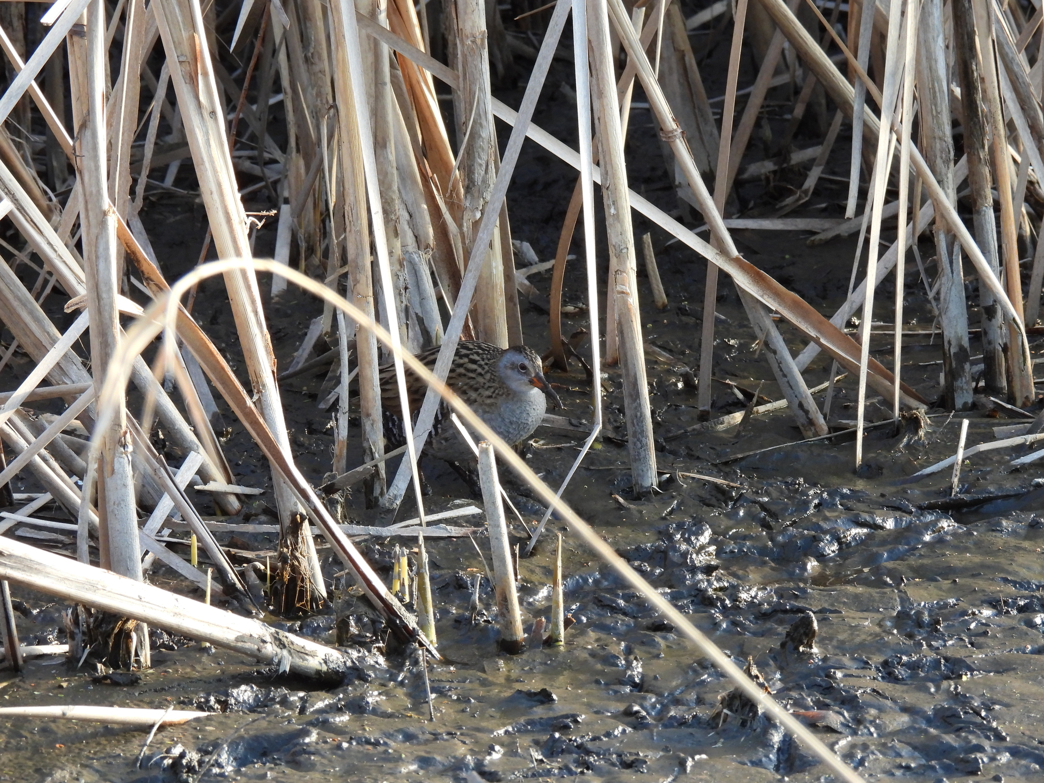 Brown-cheeked Rail (Rallus indicus), photo 9