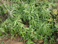 Syneilesis hayatae