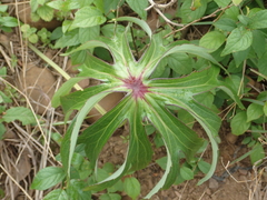 Syneilesis hayatae