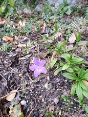 Campanula persicifolia