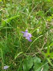Campanula persicifolia