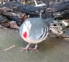 Gallicolumba luzonica