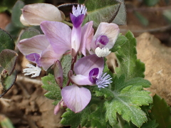 Polygala japonica