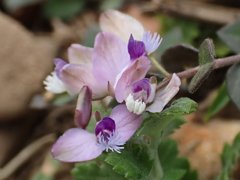 Polygala japonica