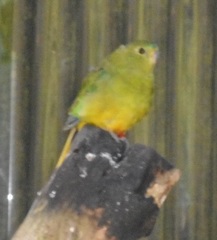 Neophema chrysogaster