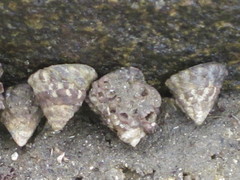 Bembicium
