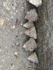 Bembicium
