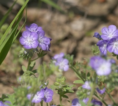 Phacelia hirsuta